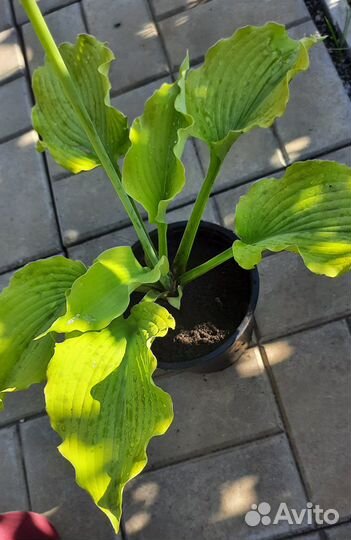 Хоста (коллекционные и редкие сорта)