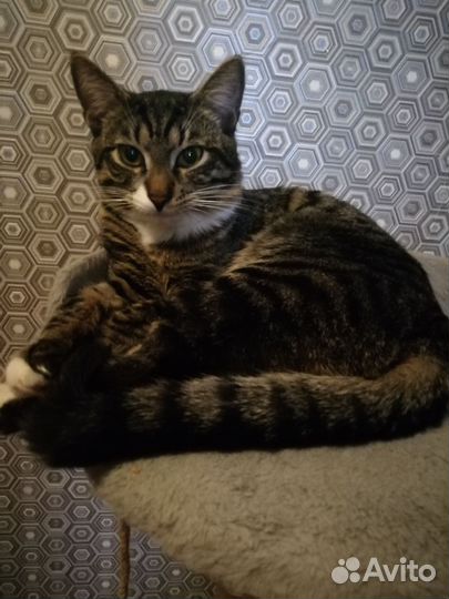 Котенок подросток