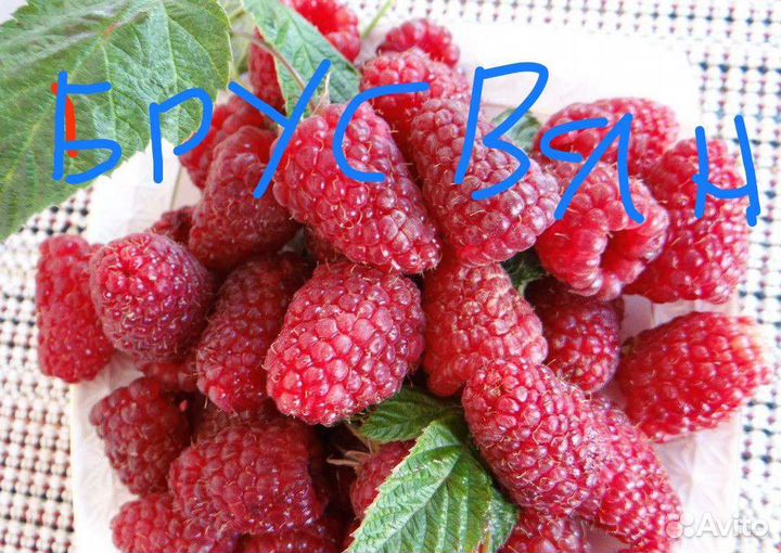 Саженцы малины