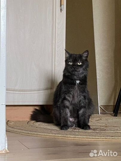 Кошка в добрые руки