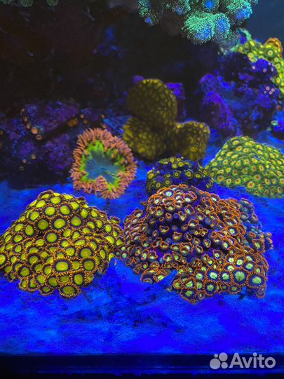 Морские кораллы для аквариума