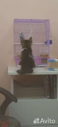 Котенок Пип