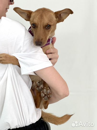 Метис тойчика, 1 год, 7 кг