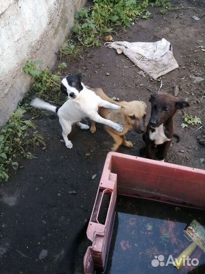 Собаки бесплатно в добрые руки щенки