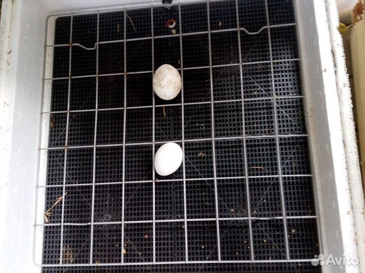 Инкубатор для яиц автоматический бу роботает