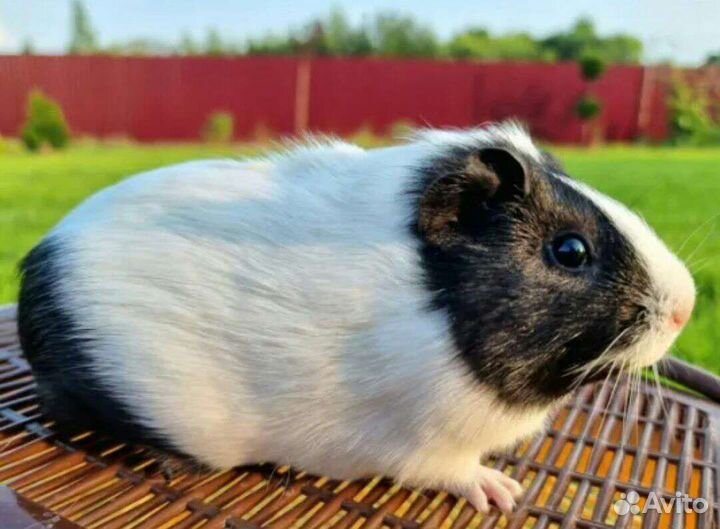 Морские свинки девочки с клеткой