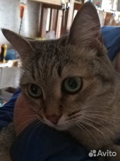 Найдена кошка