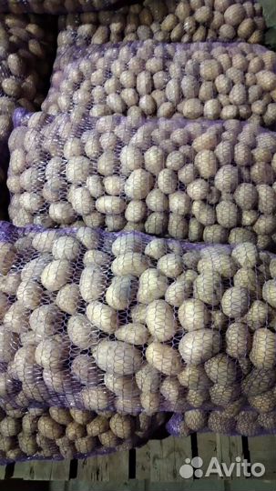 Семенной картофель