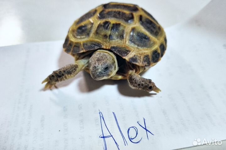 Черепаха