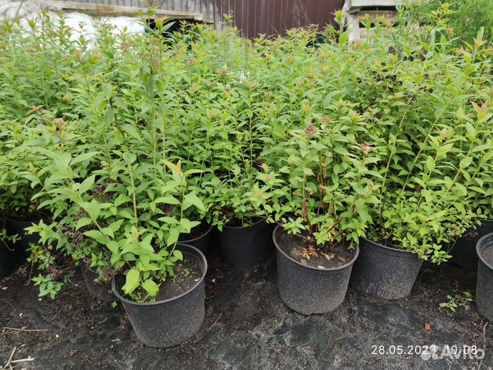 Спирея японская