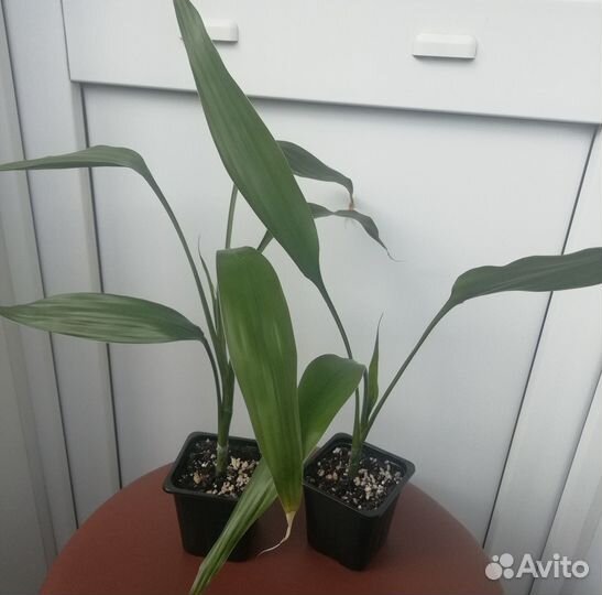 Комнатный бамбук (Драцена сандеро)