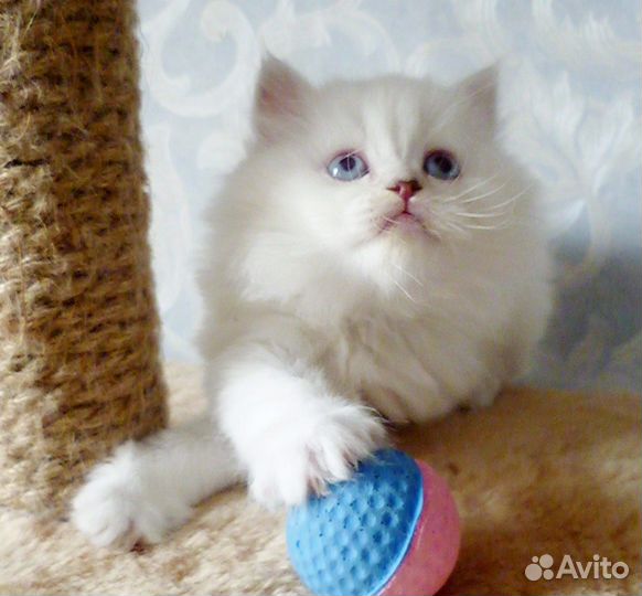 Мальчик страйт