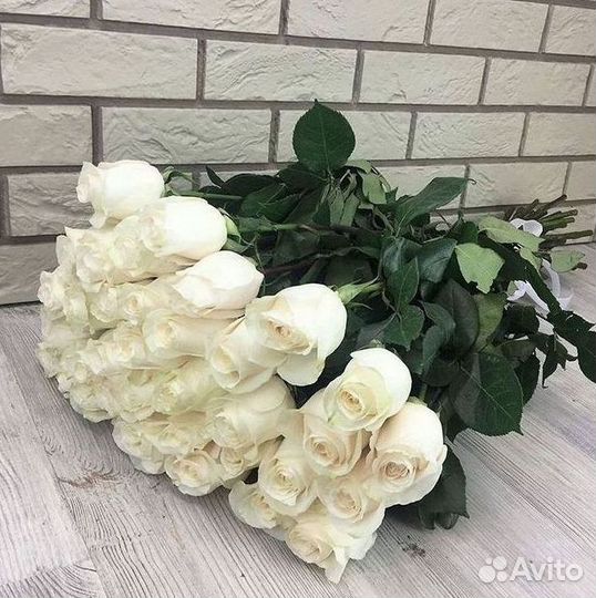 Розы гиганты 140 150 160 170 180 200