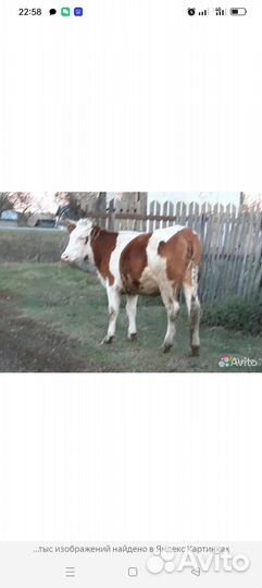 Продам телку на мяса