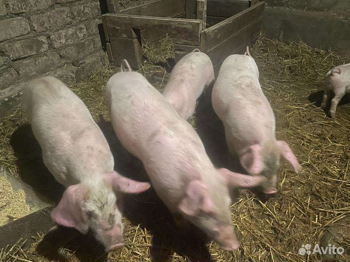 Поросята крупные ландрас+белая русская