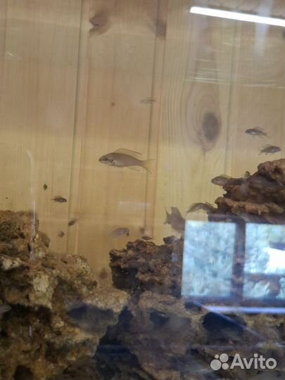 Принцесса Бурунди, или Неолампрологус Бришара