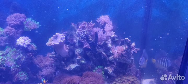 Аквариум морской 500л + самп