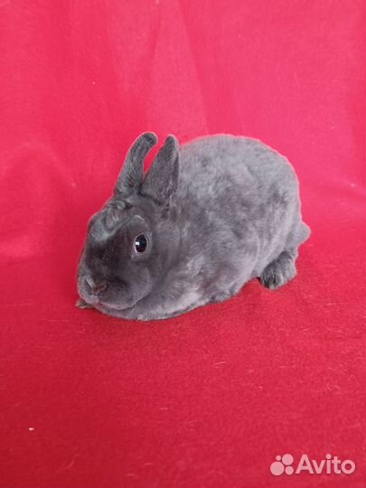 Карликовый рекс самочки