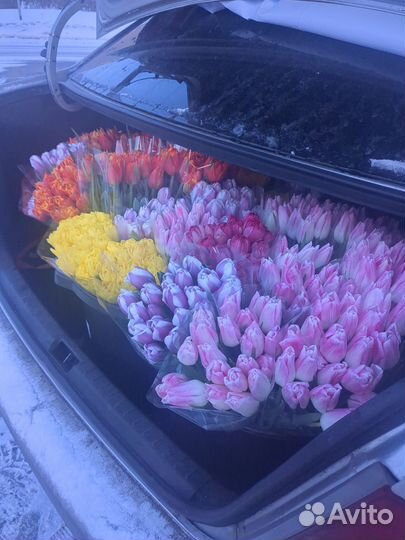 Цветы тюльпаны поштучно