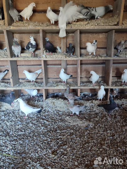 Отдам голубей