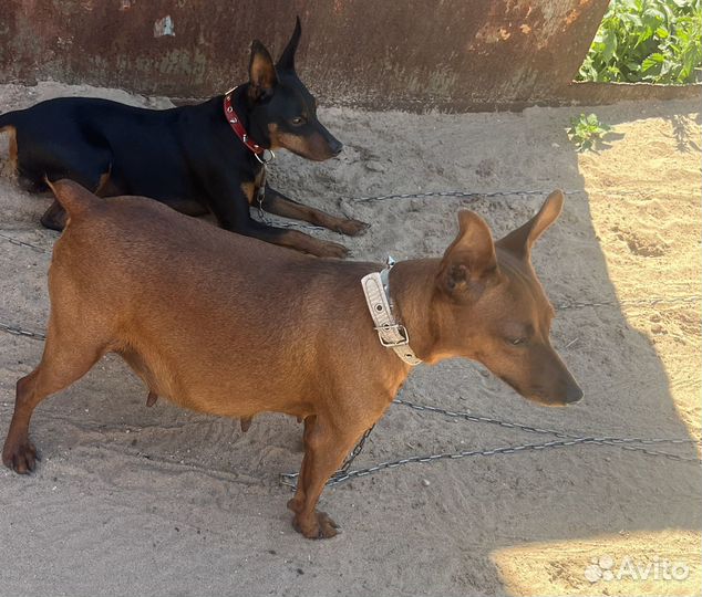 Щенки цвергпинчера