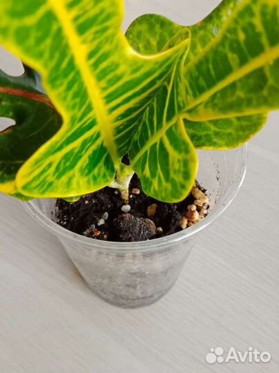 Кодиеум кротон