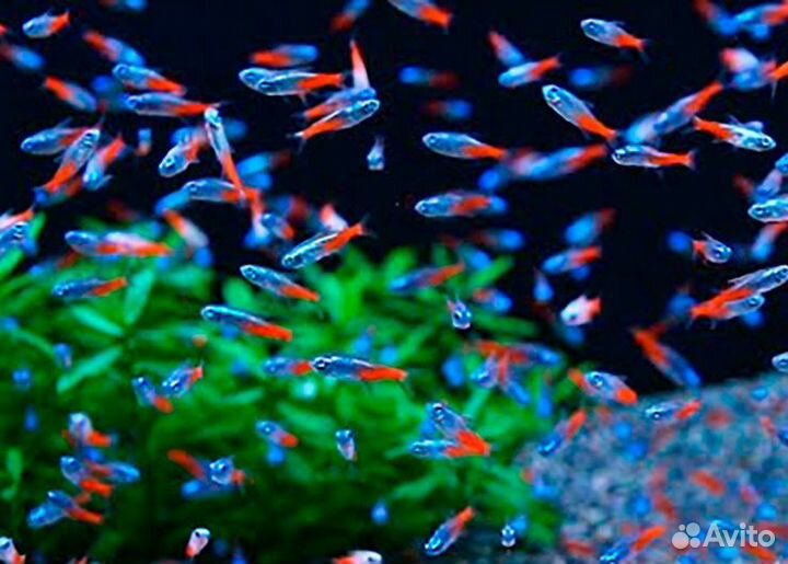 Неон голубой. Неон красный. Аквариум. Коряга