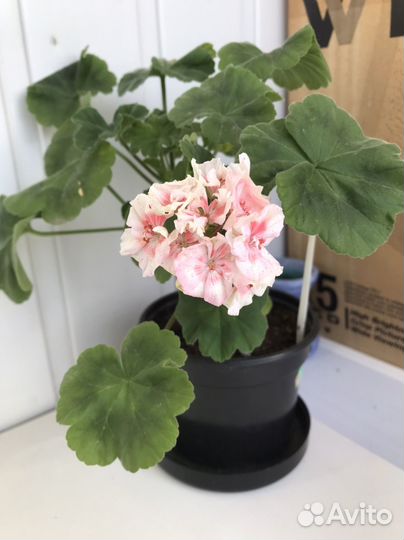 Пеларгония герань