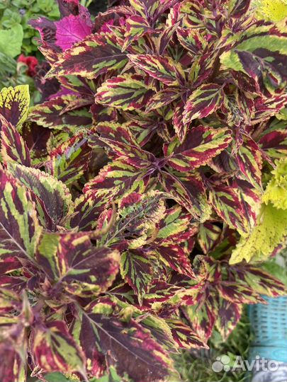 Колеусы вегетативные срез