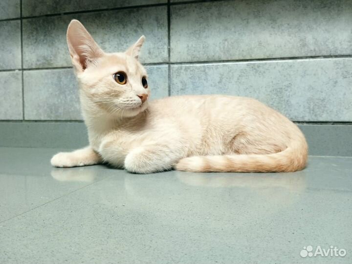 Персиковый котенок девочка