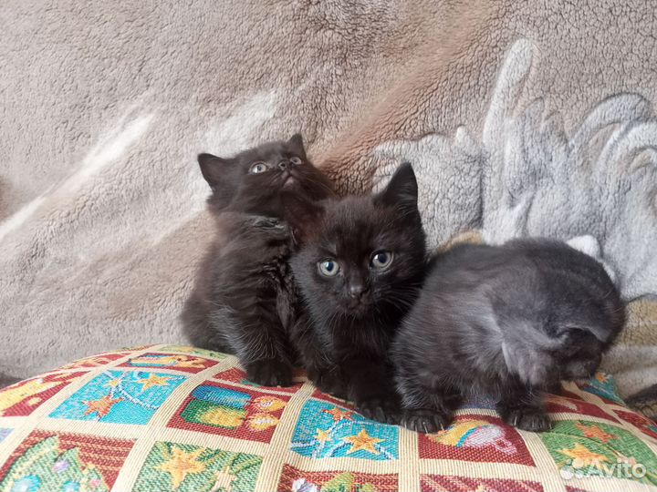 Котята шотландцы