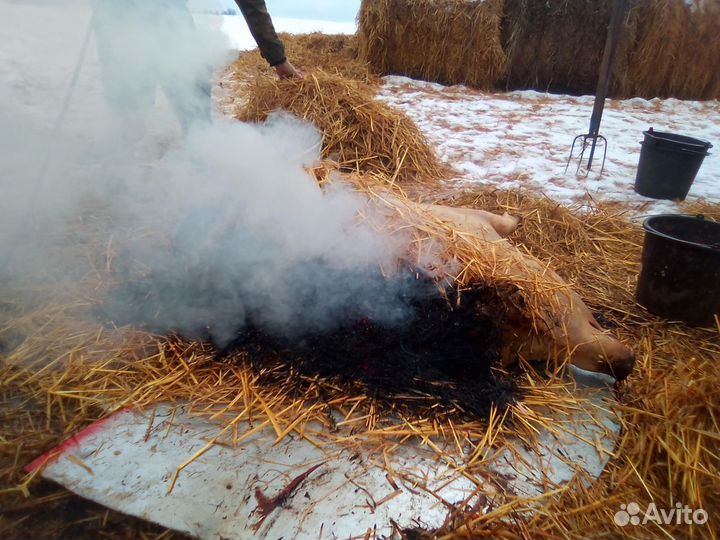 Свинина домашняя