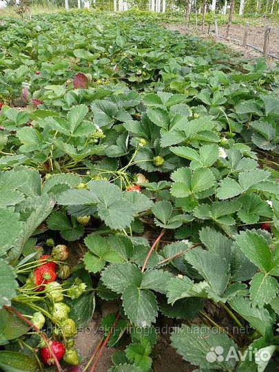 Королева Елизавета