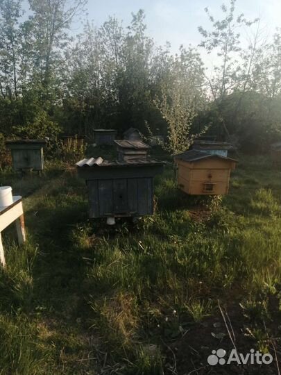 Улей с пчелами