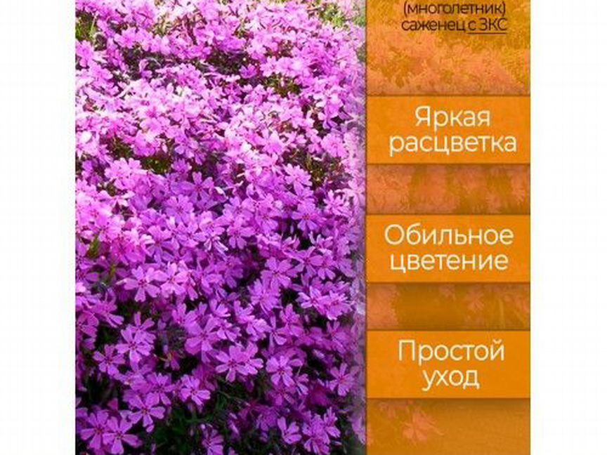 Флокс шиловидный Атропурпурея (Atropurpurea), саже