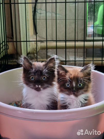 Пушистые лохматики в добрые руки