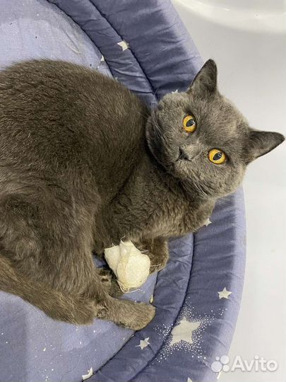 Кот в добрые руки