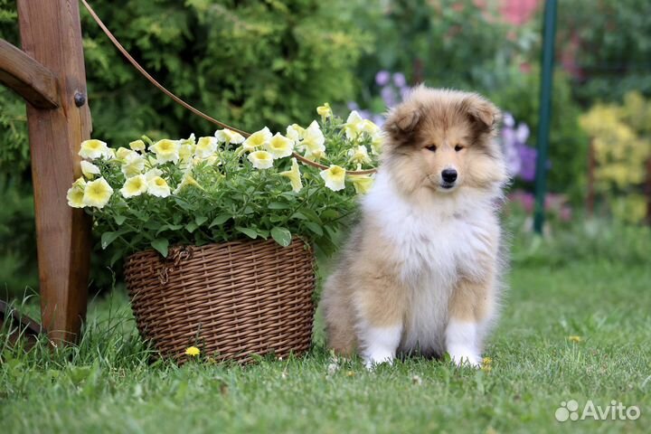 Колли для семьи