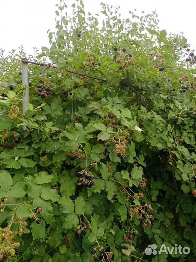 Ежевика ягода