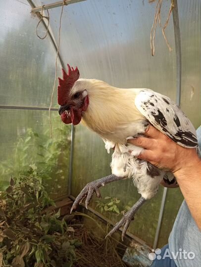 Молодые петухи