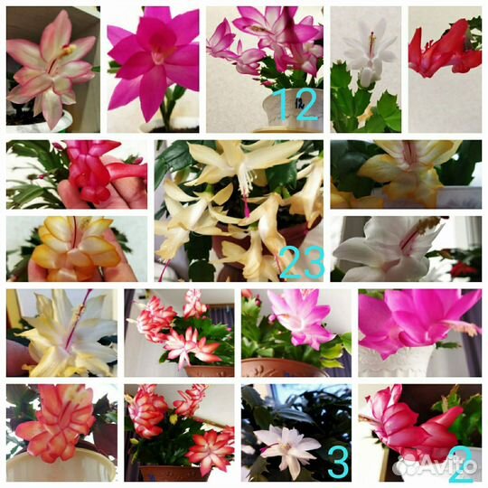 Сортовые декабристы