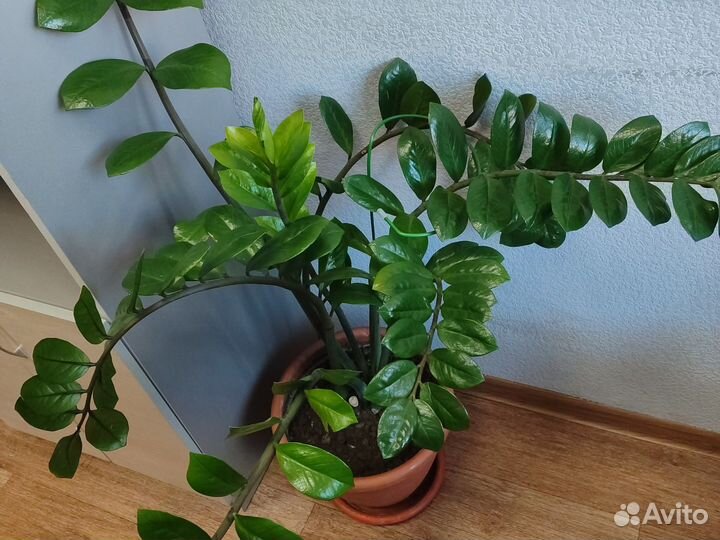 Замиокулькас