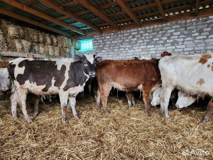 Продаю бычков