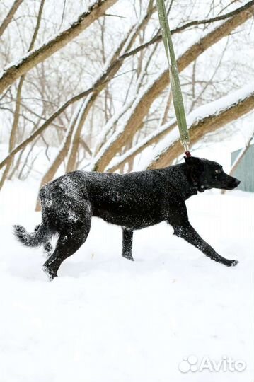 Собака ждёт новую семью
