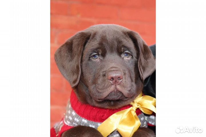 Лабрадор ретривер РКФ