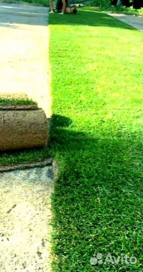Рулонный газон от производителя