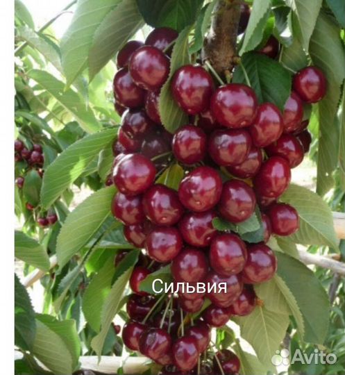 Саженцы Черешни