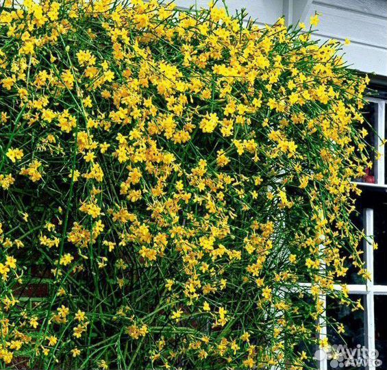 Садовый зимний жасмин