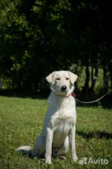 Белый. Метис лабрадора