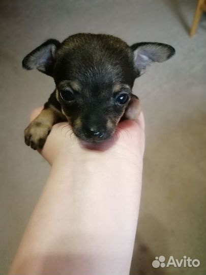 Русский той-терьер мини